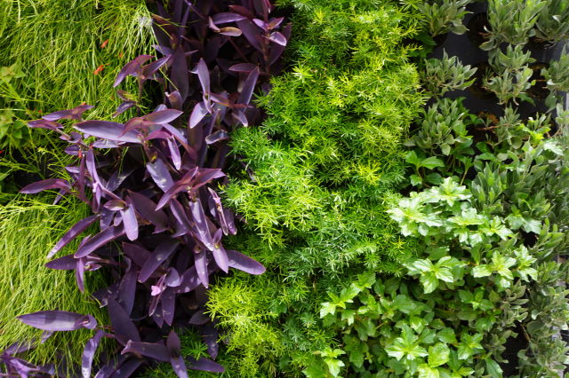 Biotecture outdoor living wall at Acacia's garden centre.