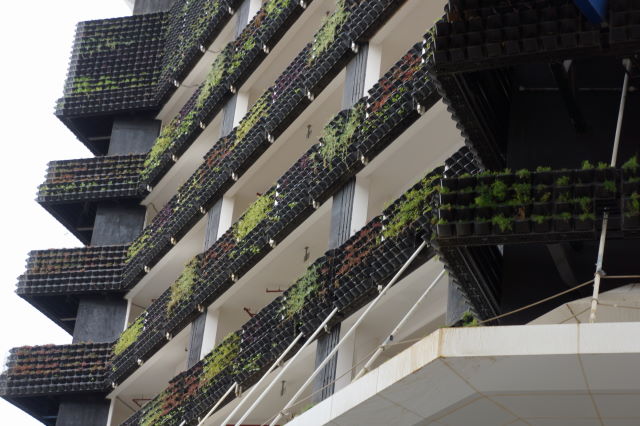 This is a brand-new wall on a new hotel on the Sheikh Zayed Road. Plant are looking very poor already...