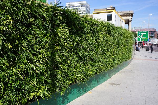 The outdoor green wall on hoarding at Elephant & Castle