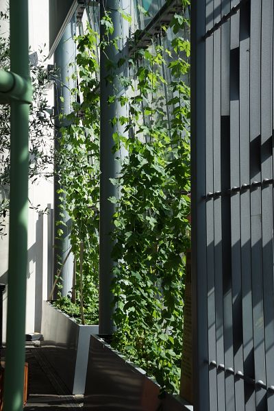 Hop Plants in containers