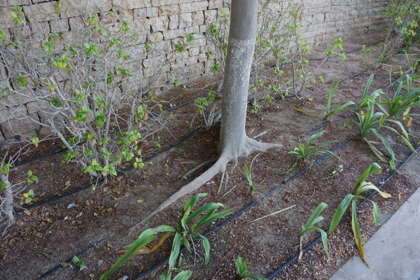 Tree roots growing along the line of irrigation pipes