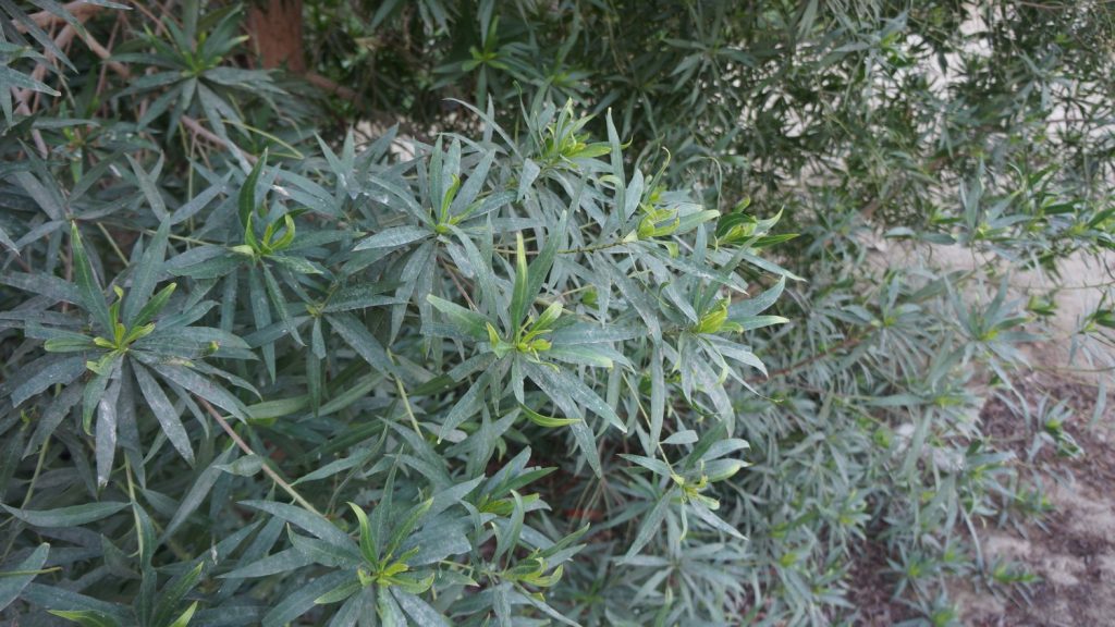 Conocarpus lancifolius