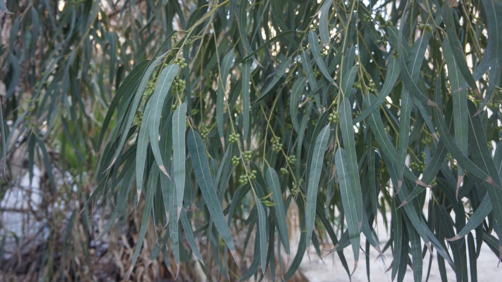 Eucalyptus glaucescens, showing adult foliage