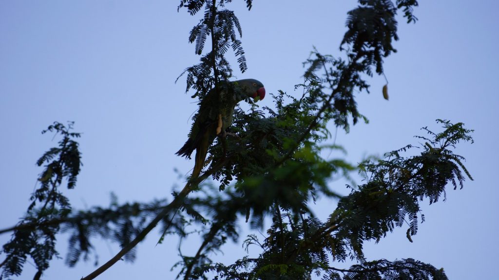 Rose-winged Parakeet