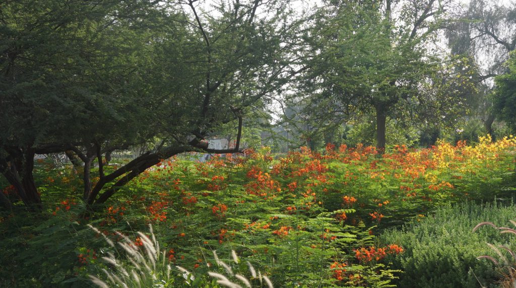 Here we have (in Umm al Emarat park, Abu Dhabi) the beginings of an true microclimate. This is a treescape.