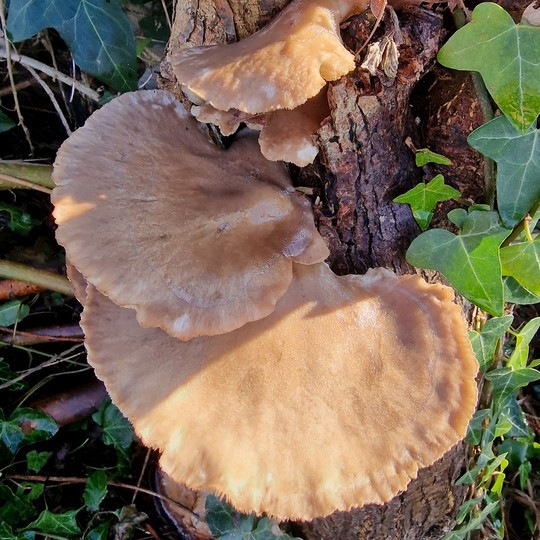 Oyster mushroom are essential ecosystem providers