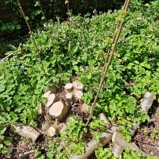 Coppiced hazel stool in West Sussex