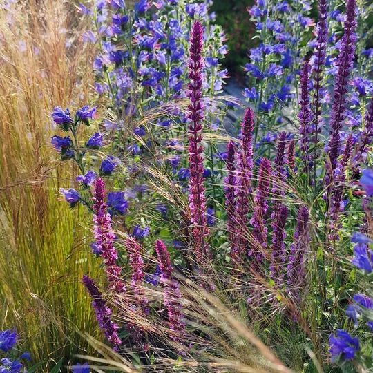 Dry coastal planting over an old driveway