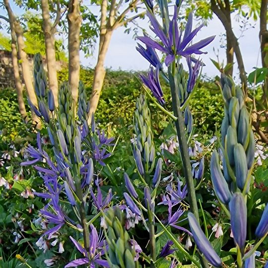 Drifts of Camassia on a woodland edge garden