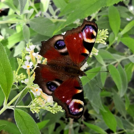 Butterflies and bees