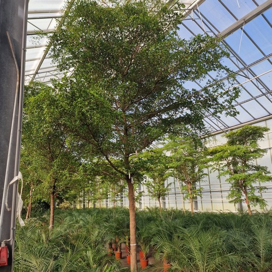 Viewing trees in a Dutch nursery