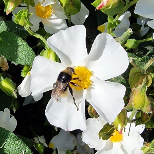 Merodon Hoverfly on a Cistus