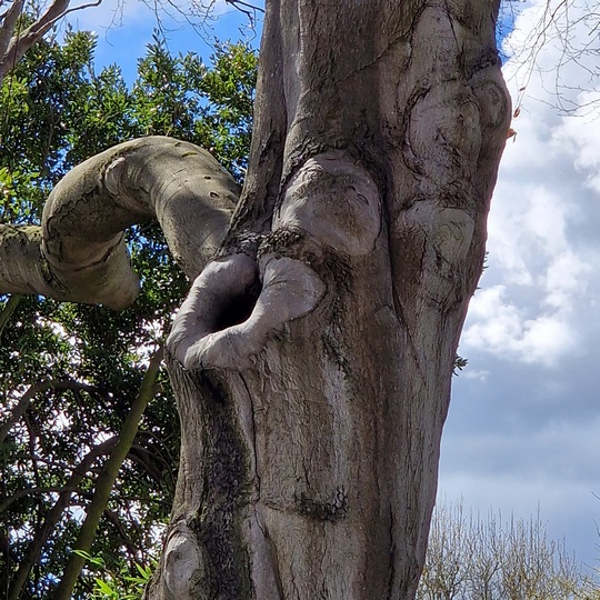 a dendrothelm in a beech tree