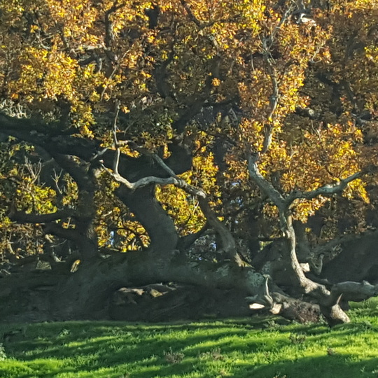 Phoenix oak in West Sussex