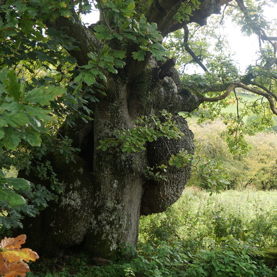 Survey of ghaf tree for ecology