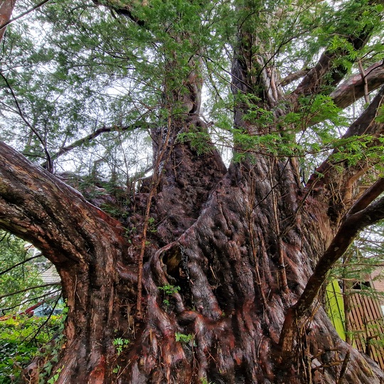Ancient yew tree in West Sussex