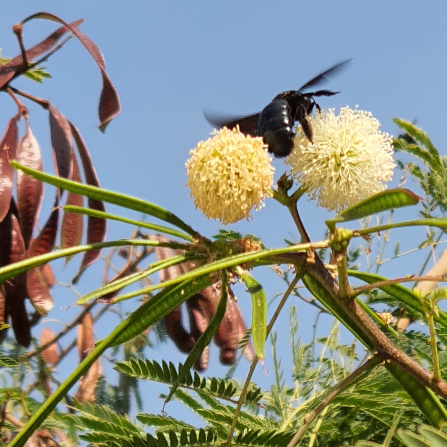 Adaptive plants still benefit insects and birds