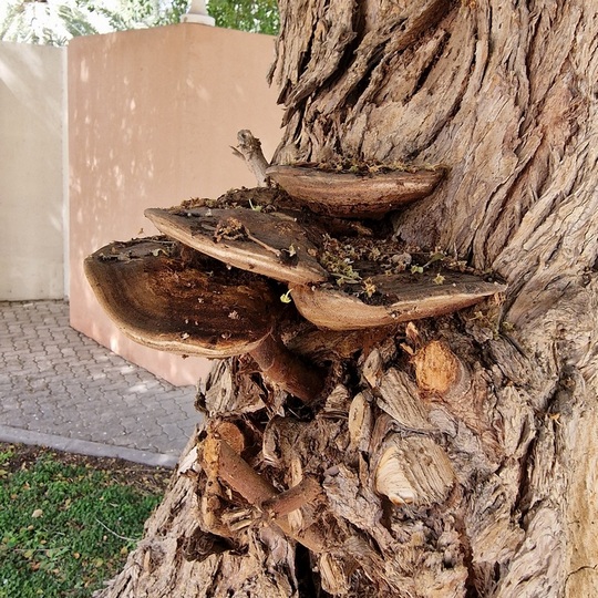 Fungi have both decay and soil-building properties