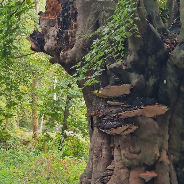 Ganoderma on a beech tree