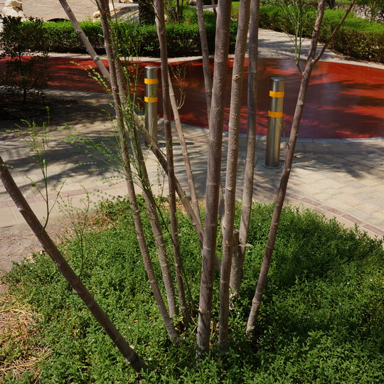 Moringa oleifera showing good coppice regrowth