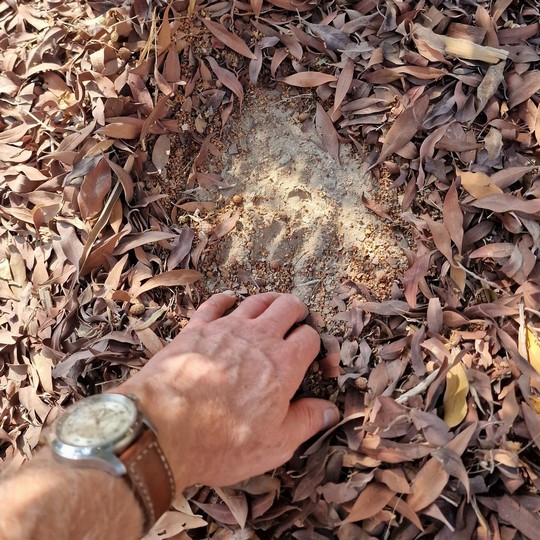 Conocarpus mulch from leaf litter