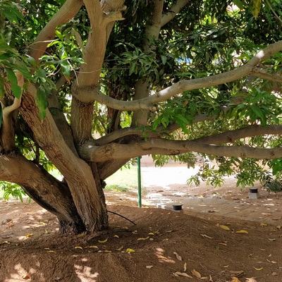 Tree care and consultancy