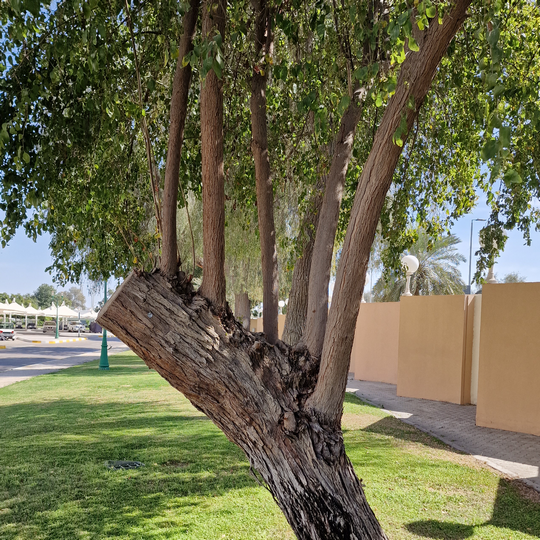 Ziziphus Spina-Christi showing strong regrowth