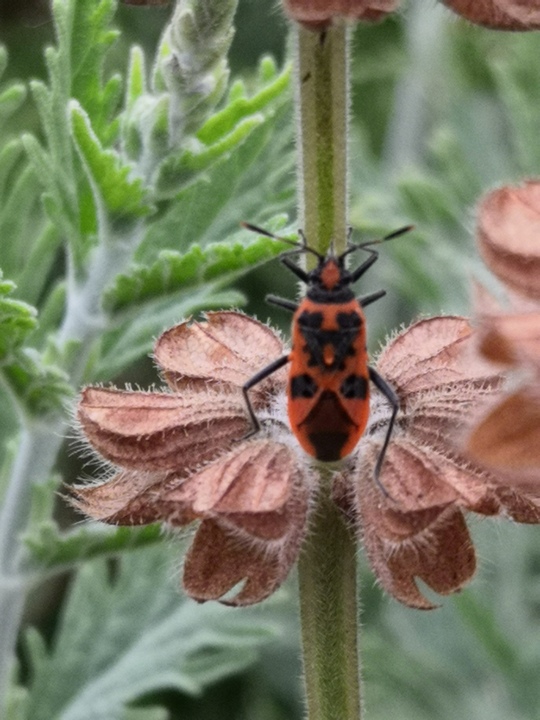 Planting for biodiversity as well as beauty and resilience