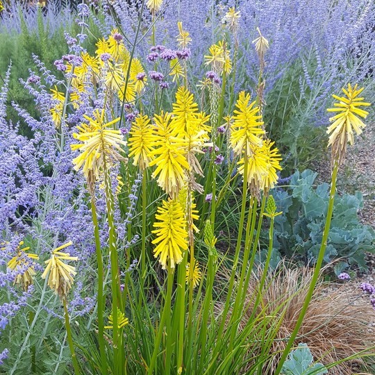 Drifts or loose matrixes of plants through gravel