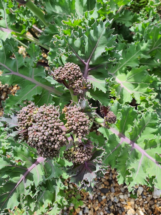 Seakale is a highly ornamental perennial with fantastic scent. Buds can be eaten like broccoli