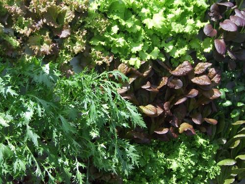 Vertical Salad Wall by Mark Laurence/Biotecture