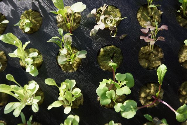 baby_leaf_Salad_wall