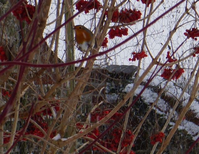 A Robin sits on one of our Wayfaring Trees - Guilder Rose, or Viburnum opulus.