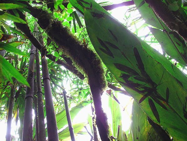 Non-native bamboo and moss create homes for native ferns