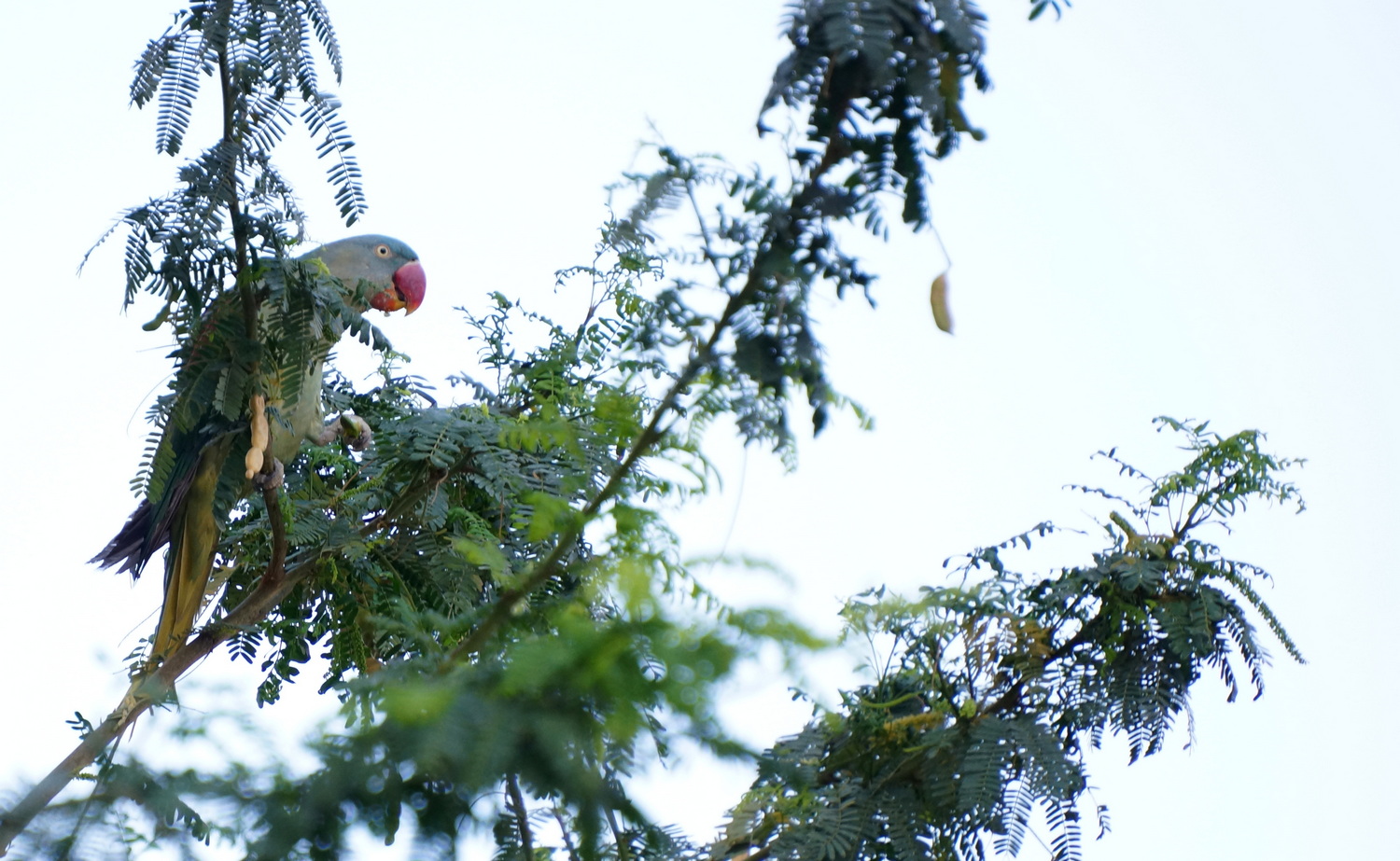 Exotic invasive flora and fauna are adaptors of new ecologies