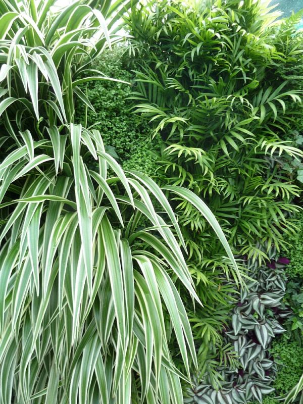 "inddor" plants on a green wall