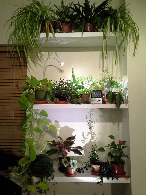 Plant shelve in my office