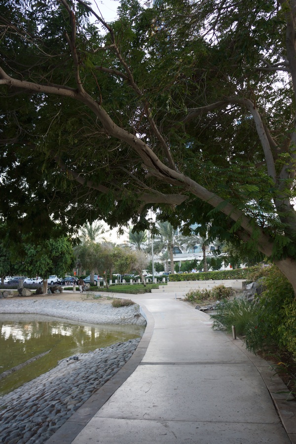 Delonix trees in a public park in Dubai - note the cracked branch over a footpath!