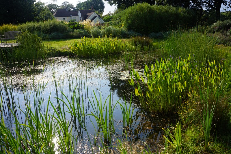 A Naturalistic pond with simulated wetlands and planting