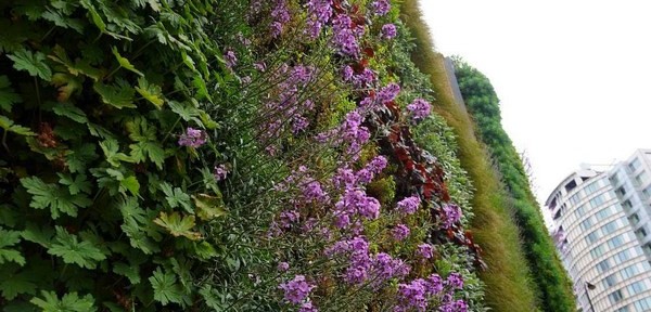 A Living wall designed by Mark Laurence