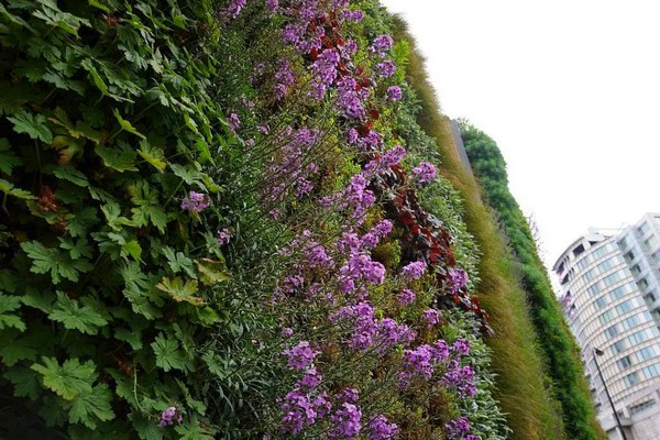 A Living wall designed by Mark Laurence