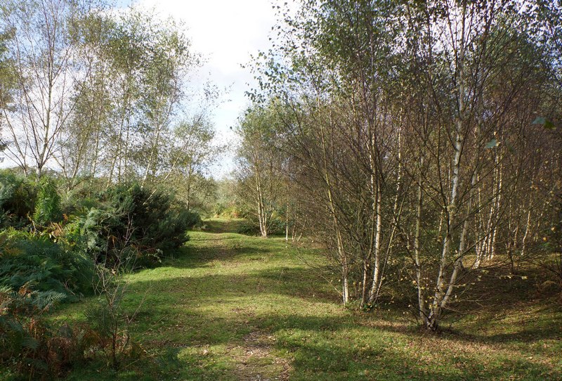 silver birch regeneration