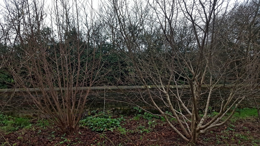 Pruning hazels for regenerative growth