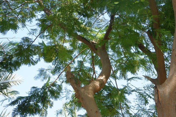 Canopy of Delonix regia