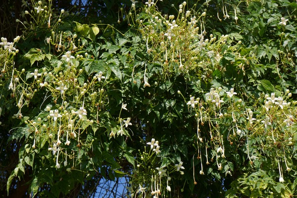 Irrigation of native and exotic trees in arid climates