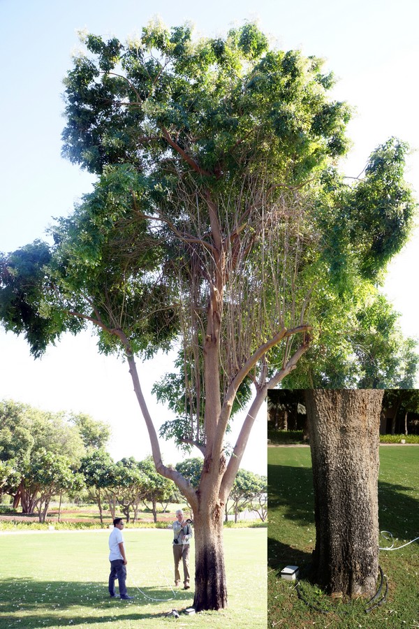 Tree sprinkler damage