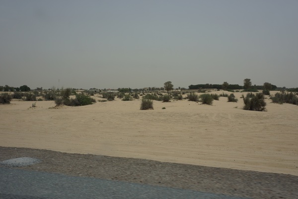 Desert Archetype