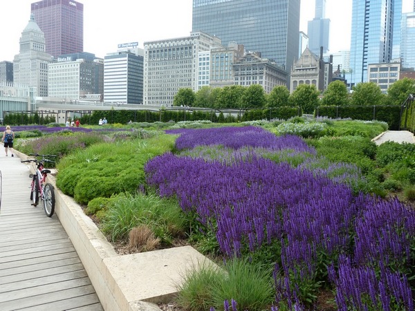 Millenium Park, chicago
