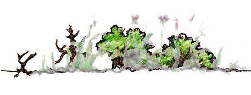 A weedy landscape