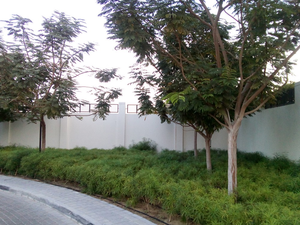 Formative tree care in the UAE